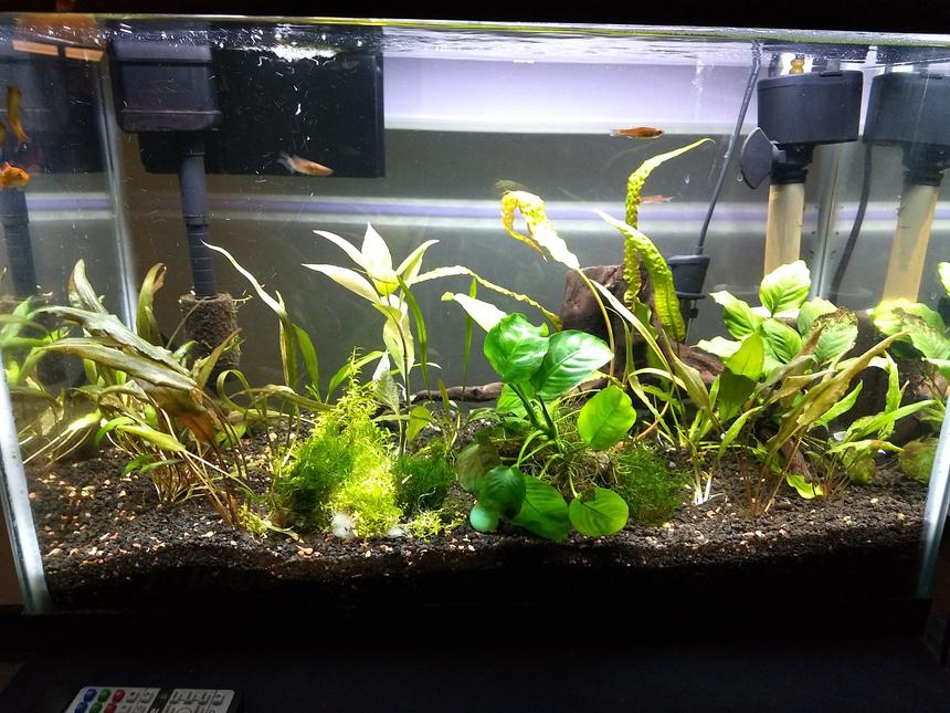 Rated #47: 20 Gallons Planted Tank - Full brightness