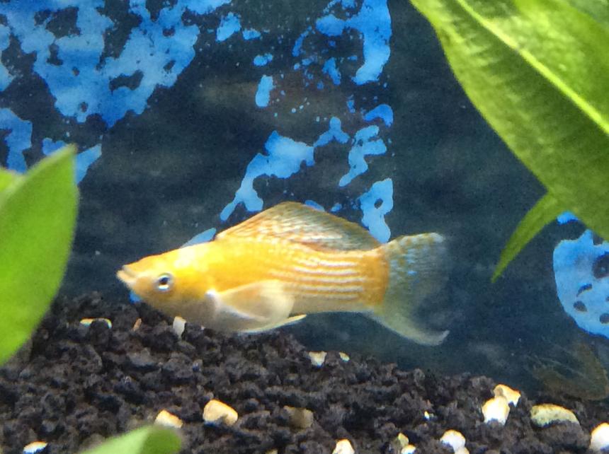 Rated #18: Freshwater Fish Stocking In 30 Gallons Tank - loving new breeds