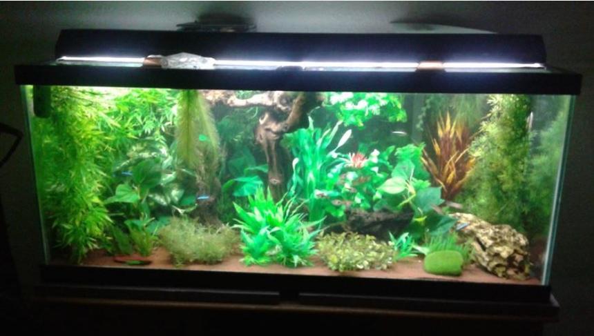 Rated #22: 75 Gallons Freshwater Fish Tank - 75 gallon freshwater tank with fake plants, Malaysian Driftwood, and African Mopani Wood.  
Contains:
1 Bristlenose Pleco named Calypso (Ancistrus species)						
12 Panda Cories - counting only the full grown adults for now...they keep breeding (Corydoras panda)						
11 Gold Tetras (tentavely identified as 9 Hemigrammus rodwayi and 2 Hemigrammus vorderwinkler)						
7 Black Neon Tetras (Hemigrammus herbertaxelrodi)						
1 Bolivian Ram male named Ramza Beoulve (Mikrogeophagus altispinosus)						
10 Cardinal Tetras (Paracheirodon axelrodi)						
1 Honey Gourami male named Bendy (Trichogaster chuna)						
10 Harlequin Rasboras (Trigonostigma heteromorpha)