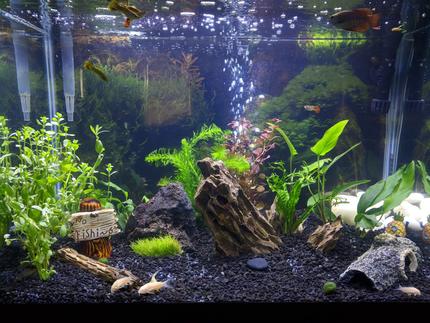 20 gallons planted tank (mostly live plants and fish) - 20G Tall - Gourami/Guppies/Cories
