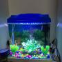 10 gallons freshwater fish tank (mostly fish and non-living decorations) - 10 gallon fish tank