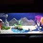 fish tank picture - My Country Farm Theme fish tank. Huge waterfall that flows sand out from it, stars that light up at night in the background, and a windmill that spins continuously. Checkout my other themes
