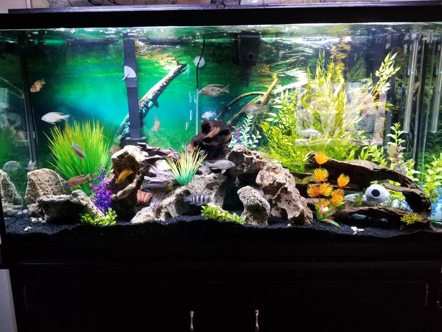 Rated #8: 60 Gallons Freshwater Fish Tank - Fish paradise