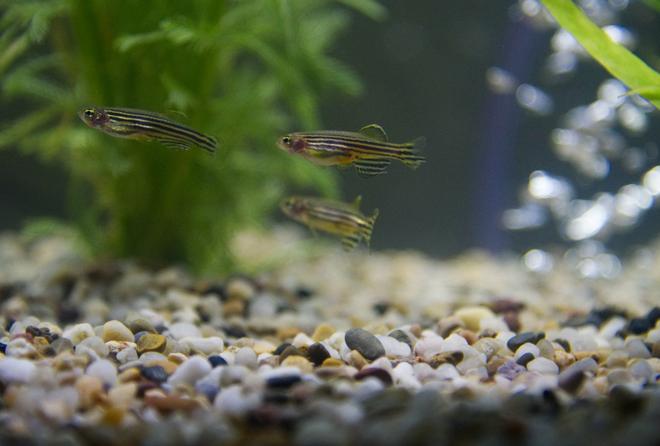 freshwater fish stocking in 29 gallons tank - Zebra danio