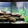 fish tank picture - New design.