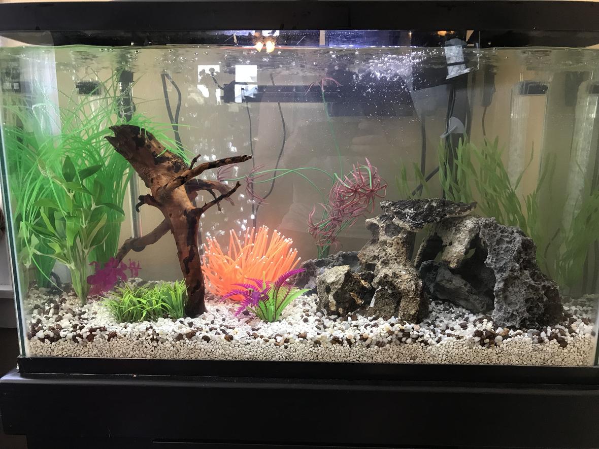 29 gallons freshwater fish tank (mostly fish and non-living decorations) - My first 29 gal. Don't be too harsh about the sea anemone, it's in there for the 1 yr old!