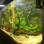 70 gallons freshwater fish tank (mostly fish and non-living decorations) - 70g Bullnose tank