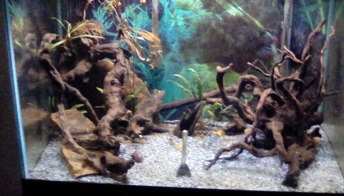 30 gallons planted tank (mostly live plants and fish) - Planted tank