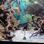 30 gallons planted tank (mostly live plants and fish) - Planted tank