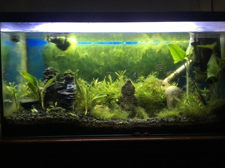 Rated #35: 25 Gallons Planted Tank - Vid