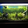 25 gallons planted tank (mostly live plants and fish) - Vid