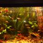 65 gallons planted tank (mostly live plants and fish) - 65gallon community tank