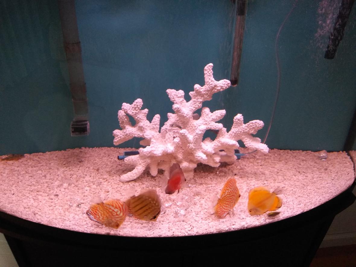 freshwater fish stocking in 40 gallons tank - Discus
