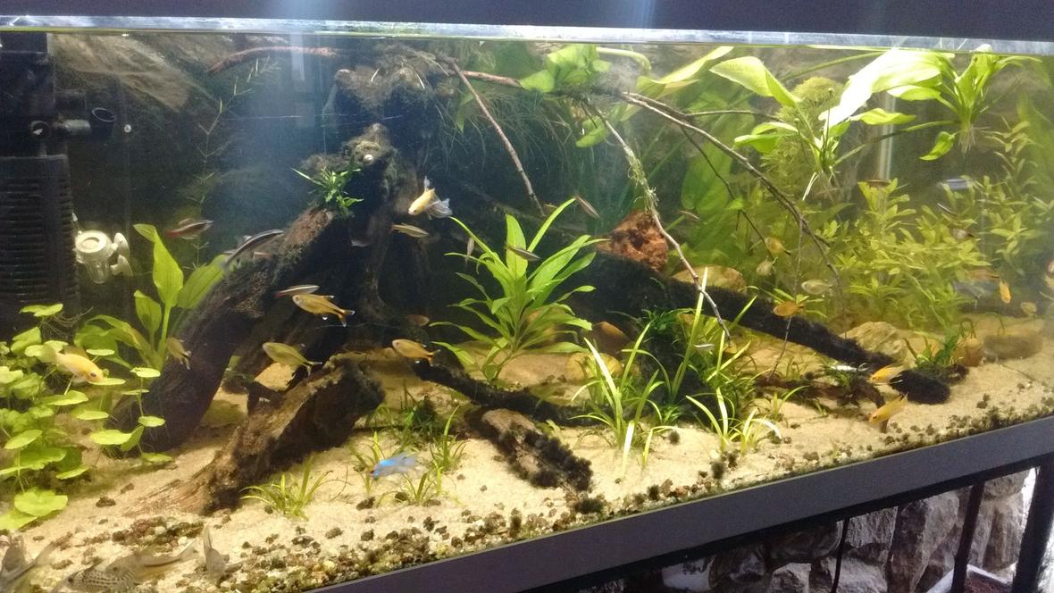 50 gallons planted tank (mostly live plants and fish) - My piece of river