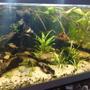 50 gallons planted tank (mostly live plants and fish) - My piece of river