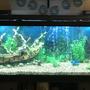 125 gallons freshwater fish tank (mostly fish and non-living decorations) - Beware of Sharks