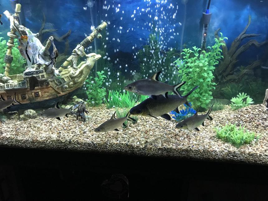 Rated #13: Freshwater Fish Stocking In 125 Gallons Tank - Bala Sharks