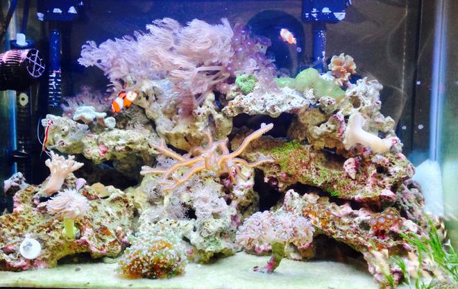 20 gallons reef tank (mostly live coral and fish) - Upclose