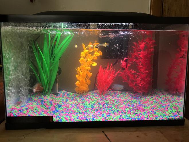 10 gallons freshwater fish tank (mostly fish and non-living decorations) - Tank after 2 days. 10 fish total any input suggested comments welcomed as well