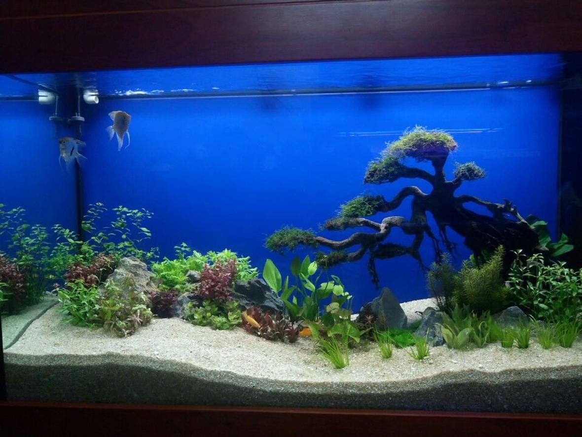 30 gallons planted tank (mostly live plants and fish) - This Tank Is Decorated Using Bonsai Driftwood