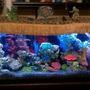 55 gallons freshwater fish tank (mostly fish and non-living decorations) - My colorful tank.