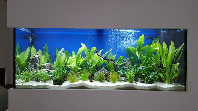 55 gallons freshwater fish tank (mostly fish and non-living decorations) - My first fish tank at 2 months.