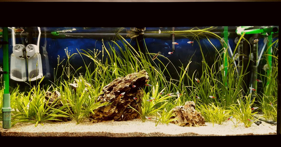 70 gallons freshwater fish tank (mostly fish and non-living decorations) - Juwel Rio 180 L, Co2, LED lights. 2 eheim filters.