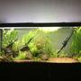 60 gallons planted tank (mostly live plants and fish) - 60 Gal, planted tank