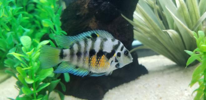 freshwater fish stocking in 55 gallons tank - My female Convict cichlid.