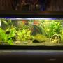 100 gallons freshwater fish tank (mostly fish and non-living decorations) - Dwarf Gourami tank