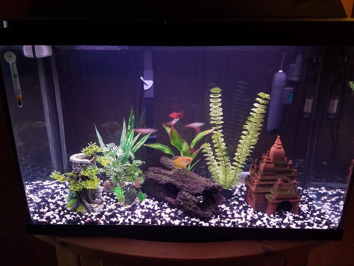 29 gallons freshwater fish tank (mostly fish and non-living decorations) - My 29 gallon. (Work in progress)