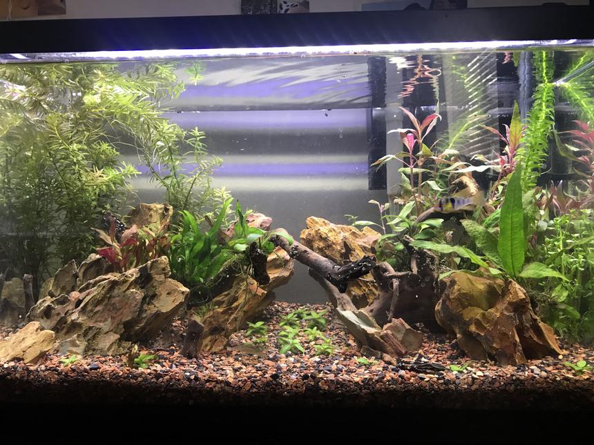Rated #14: 10 Gallons Planted Tank - Planted 10 with ohko stone, newly established. Plants are not yet to full potential