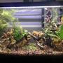 10 gallons planted tank (mostly live plants and fish) - Planted 10 with ohko stone, newly established. Plants are not yet to full potential