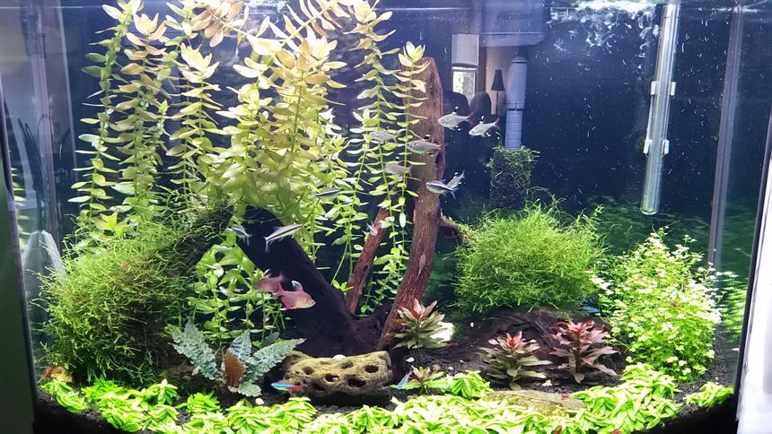 Rated #7: 36 Gallons Planted Tank - My first planted tank