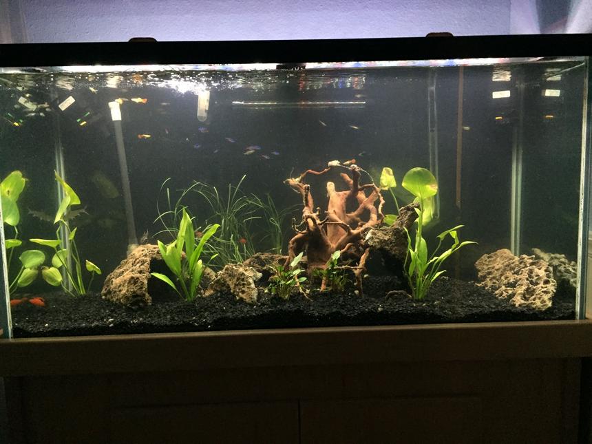 Rated #39: 90 Gallons Planted Tank - Before the my green carpet comes in