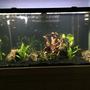 90 gallons planted tank (mostly live plants and fish) - Before the my green carpet comes in