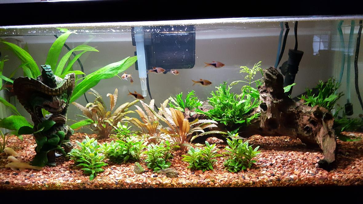 20 gallons planted tank (mostly live plants and fish) - tank