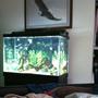 125 gallons saltwater fish tank (mostly fish, little/no live coral) - Fish are sick