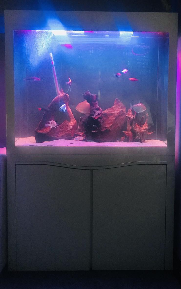 55 gallons freshwater fish tank (mostly fish and non-living decorations) - 250L tank sand and bog wood semi aggressive fish