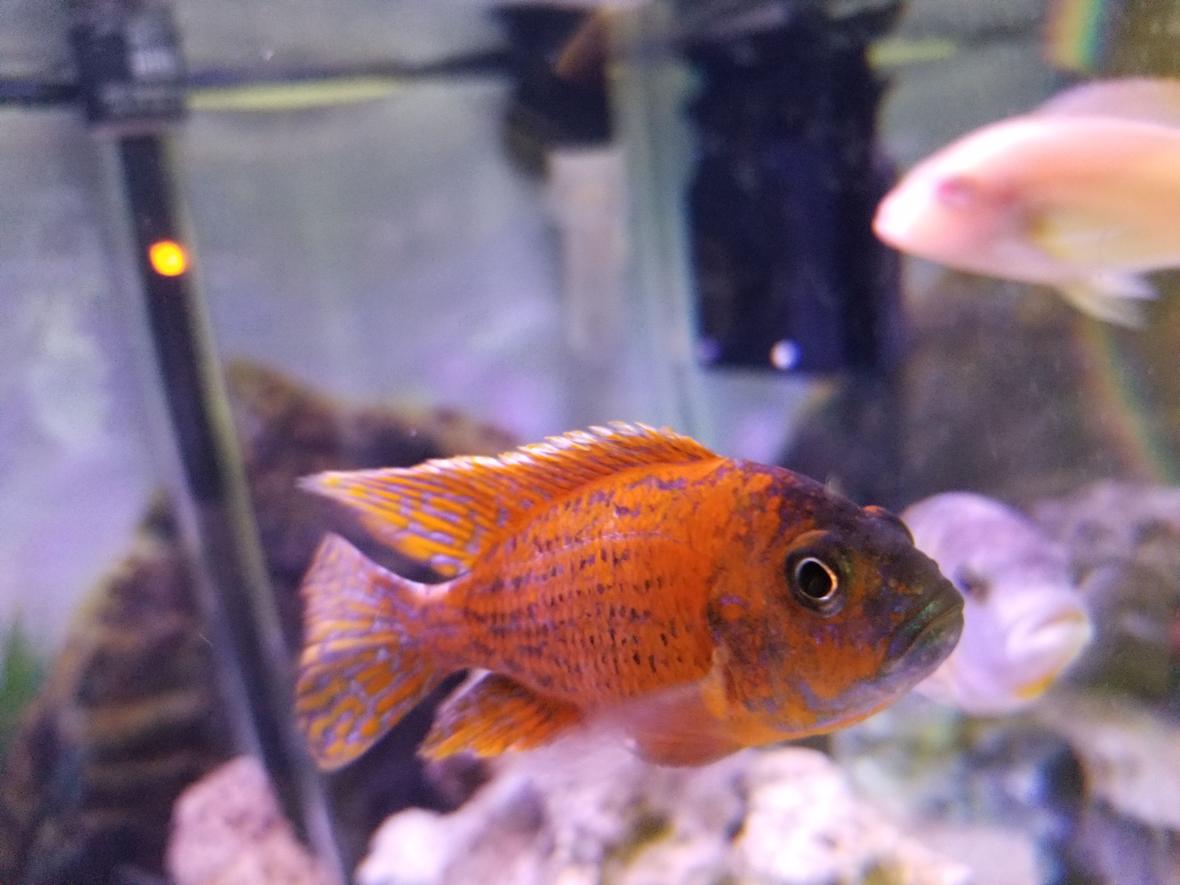 freshwater fish stocking in 75 gallons tank - Peacock cichlid