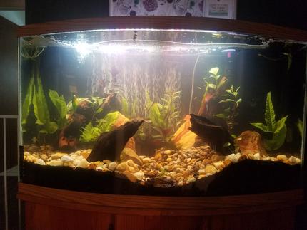 48 gallons planted tank (mostly live plants and fish) - Front