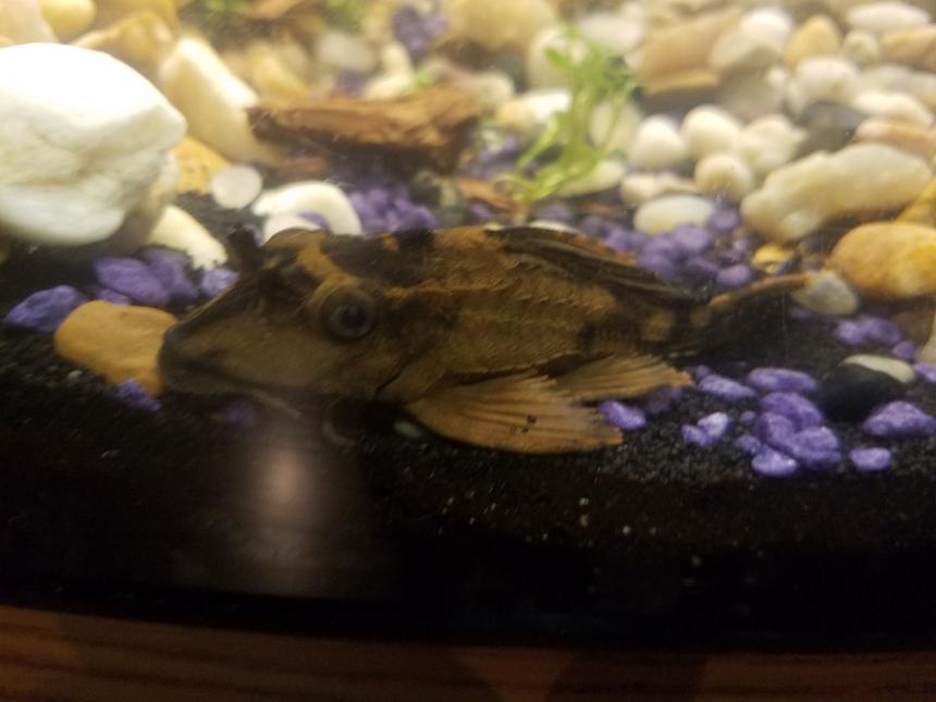 Rated #17: Freshwater Fish Stocking In 48 Gallons Tank - Rhino pleco