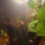 fish tank picture - Guppy fry