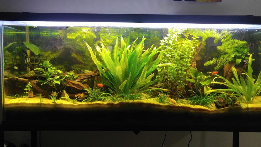 Rated #9: 55 Gallons Planted Tank - Driftwood Ave.