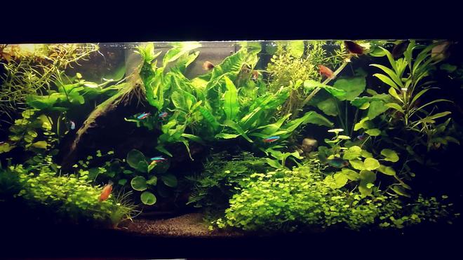 135 gallons planted tank (mostly live plants and fish) - first planted tank