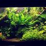 135 gallons planted tank (mostly live plants and fish) - first planted tank