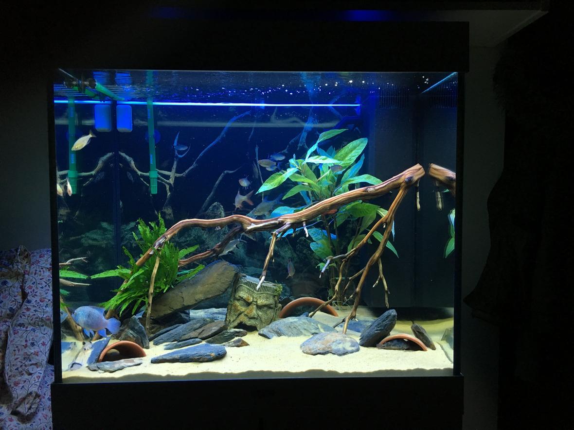 200 gallons freshwater fish tank (mostly fish and non-living decorations) - Current Update