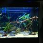 200 gallons freshwater fish tank (mostly fish and non-living decorations) - Current Update