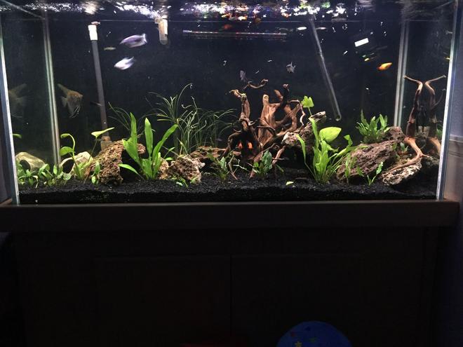 freshwater fish stocking in 90 gallons tank - Lava rock more plants