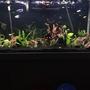 freshwater fish stocking in 90 gallons tank - Lava rock more plants